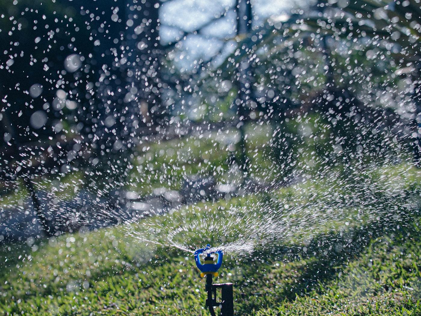Pop-up sprinkler arcing over a small overseeded rye lawn at dusk.