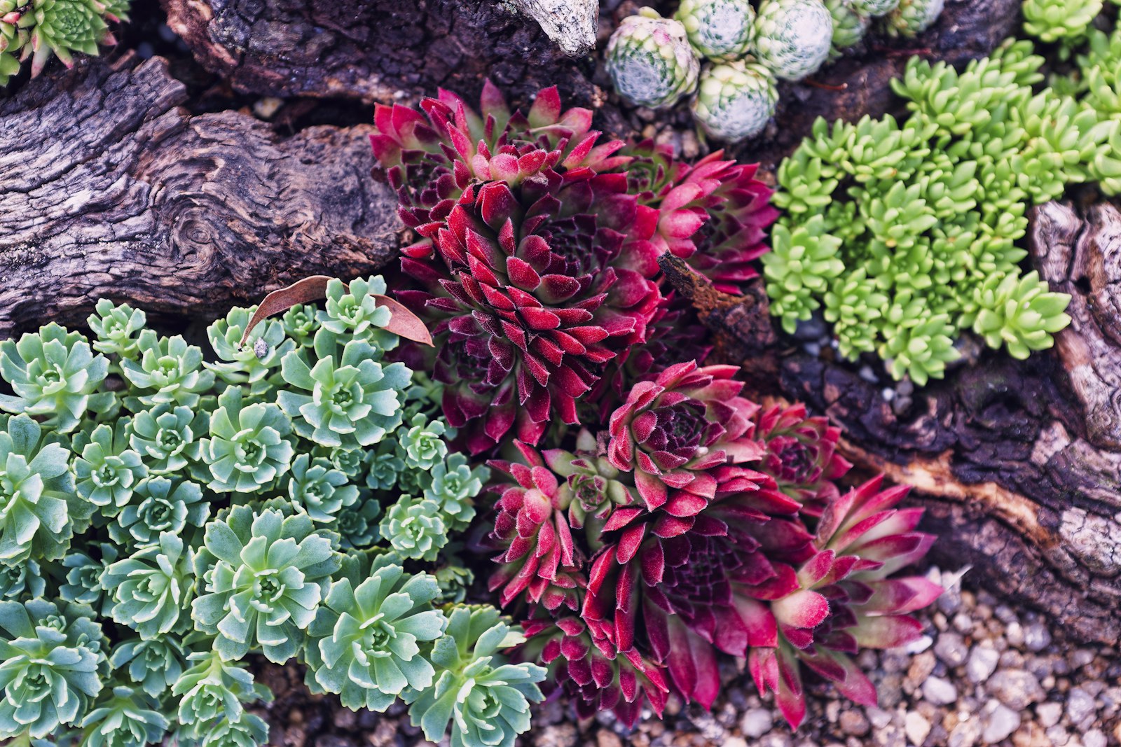 Mixed-succulent bed with brown bark mulch transitioning into desert granite.