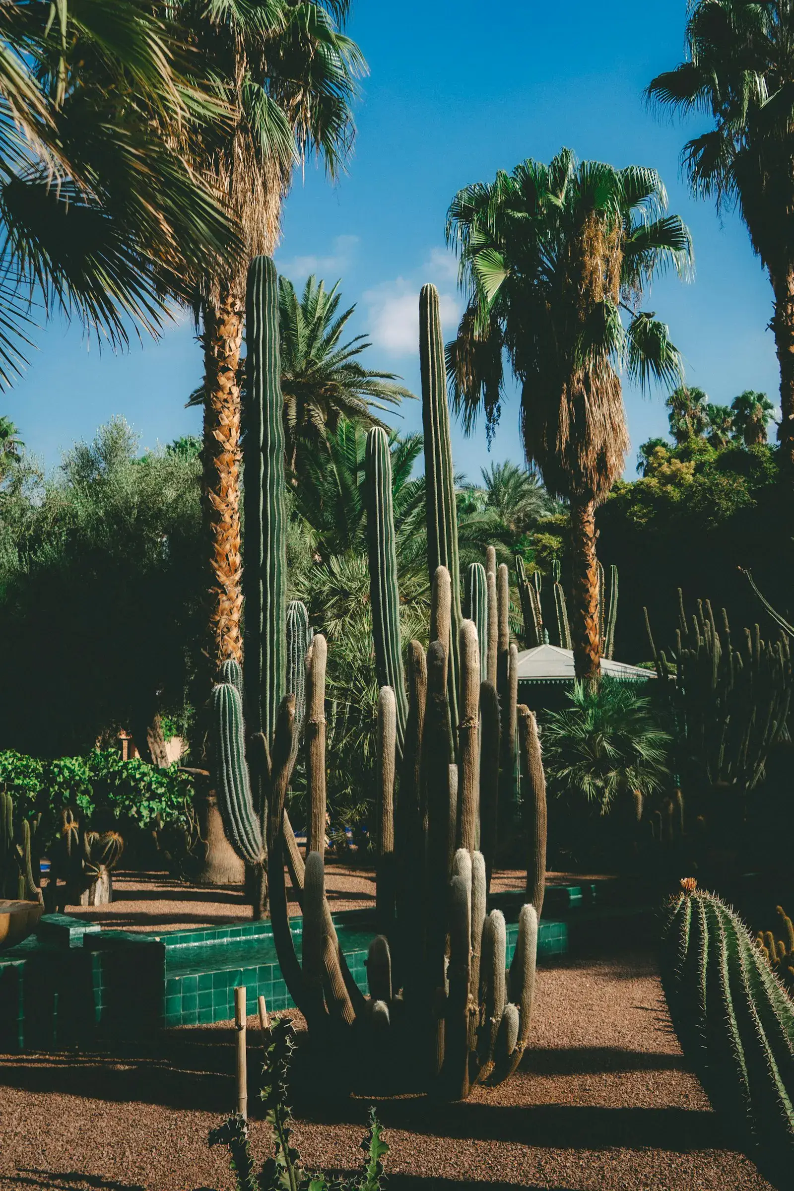 Xeriscaped front yard combining tall columnar cacti with date palms and gold granite.